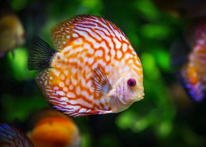 Fish Diseases and Illnesses
